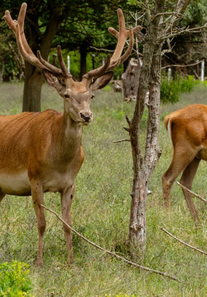 Zoo Land Arad