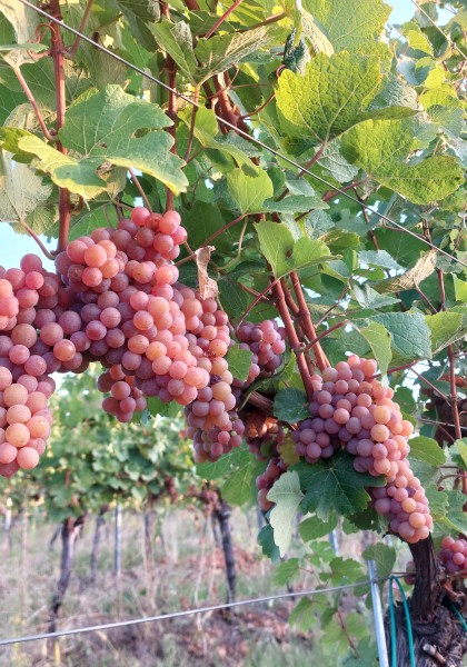 Crama Elite Wine
