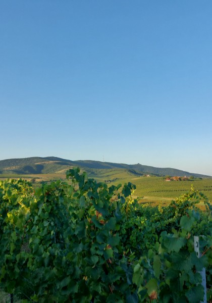 Crama Elite Wine