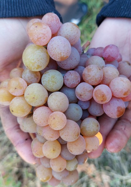 Crama Elite Wine